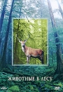 Животные в лесу Формат: DVD (PAL) (Keep case) Дистрибьютор: DVD Alliance Региональный код: 0 (All) Количество слоев: DVD-5 (1 слой) Звуковые дорожки: Русский Dolby Digital 2 0 Русский Dolby Digital 5 1 Русский инфо 13998l.