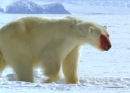 BBC: Голубая планета: Открытый океан Замерзшие моря Часть 2 Формат: VHS Дистрибьютор: СОЮЗ Видео HiFi Stereo ; Синхронный перевод Лицензионные товары Характеристики видеоносителей 2001 г , 97 инфо 11765c.