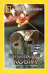 National Geographic Video Королевская кобра Формат: VHS Дистрибьютор: Пирамида Русский Лицензионные товары Характеристики видеоносителей 1997 г , 53 мин , США National Geographic Television and Film Научно - популярный фильм инфо 12168c.